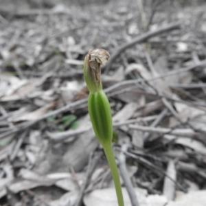 Pterostylis sp. at Burrinjuck, NSW - suppressed