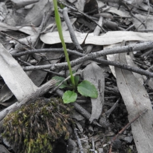 Pterostylis sp. at Burrinjuck, NSW - 26 Sep 2016