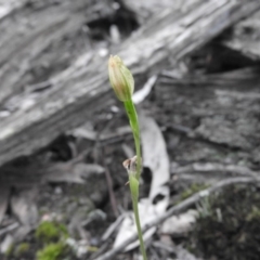 Bunochilus sp. (Leafy Greenhood) at Burrinjuck, NSW - 26 Sep 2016 by RyuCallaway