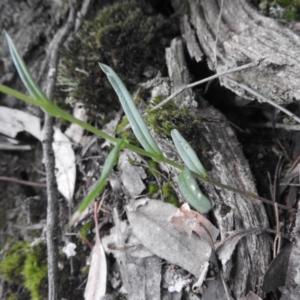 Bunochilus sp. at Burrinjuck, NSW - suppressed