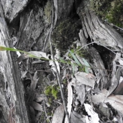 Bunochilus sp. at Burrinjuck, NSW - suppressed