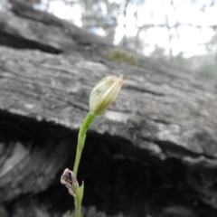 Bunochilus sp. at Burrinjuck, NSW - suppressed