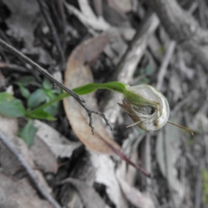 Pterostylis nutans at Burrinjuck, NSW - 26 Sep 2016