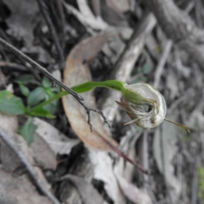 Pterostylis nutans (Nodding Greenhood) at Burrinjuck, NSW - 26 Sep 2016 by ArcherCallaway