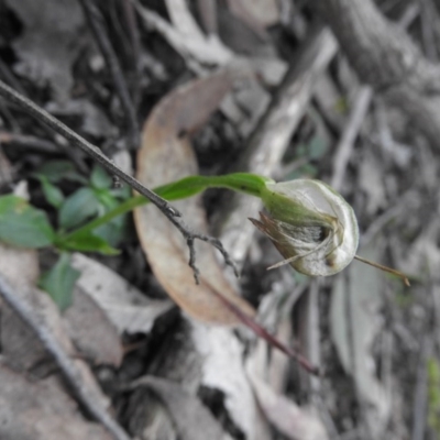 Pterostylis nutans (Nodding Greenhood) at Burrinjuck, NSW - 26 Sep 2016 by RyuCallaway