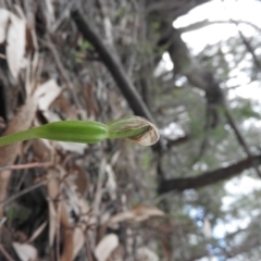 Pterostylis nutans at Burrinjuck, NSW - 26 Sep 2016