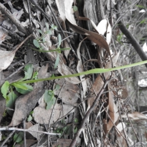 Pterostylis nutans at Burrinjuck, NSW - 26 Sep 2016