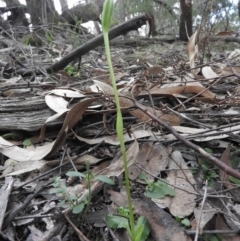 Pterostylis nutans at Burrinjuck, NSW - 26 Sep 2016