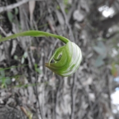 Pterostylis nutans (Nodding Greenhood) at Burrinjuck, NSW - 26 Sep 2016 by ArcherCallaway
