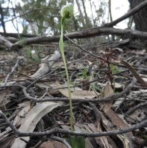 Pterostylis nutans at Burrinjuck, NSW - suppressed