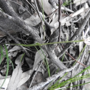 Caladenia carnea at Burrinjuck, NSW - suppressed