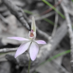 Caladenia carnea at Burrinjuck, NSW - 26 Sep 2016