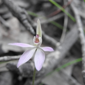 Caladenia carnea at Burrinjuck, NSW - suppressed