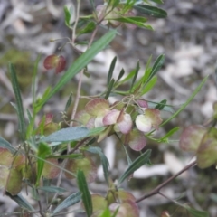 Dodonaea viscosa (Hop Bush) at Burrinjuck, NSW - 26 Sep 2016 by ArcherCallaway