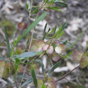 Dodonaea viscosa at Burrinjuck, NSW - 26 Sep 2016 04:25 PM