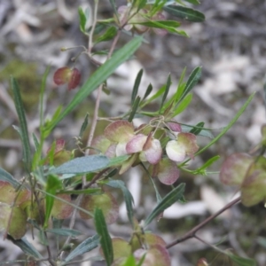 Dodonaea viscosa at Burrinjuck, NSW - 26 Sep 2016