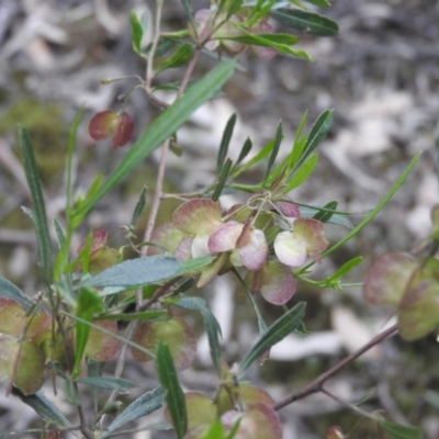 Dodonaea viscosa (Hop Bush) at Burrinjuck, NSW - 26 Sep 2016 by ArcherCallaway