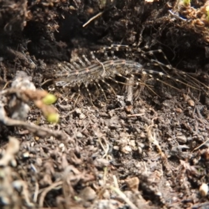 Scutigeridae (family) at Burrinjuck, NSW - 26 Sep 2016 04:43 PM