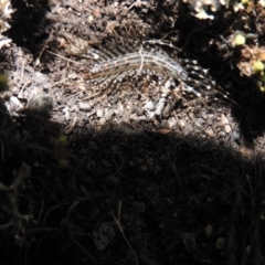 Scutigeridae (family) at Burrinjuck, NSW - 26 Sep 2016 04:43 PM