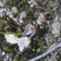 Caladenia carnea (Pink Fingers) at Burrinjuck, NSW - 26 Sep 2016 by ArcherCallaway