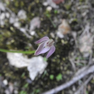 Caladenia carnea at Burrinjuck, NSW - 26 Sep 2016