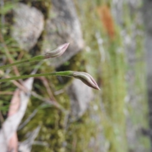 Caladenia carnea at Burrinjuck, NSW - 26 Sep 2016