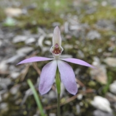 Caladenia carnea at Burrinjuck, NSW - 26 Sep 2016