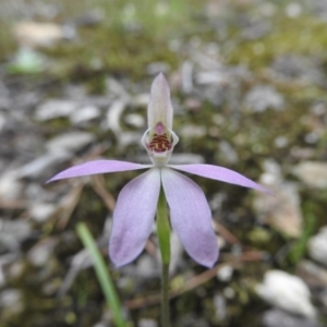 Caladenia carnea at Burrinjuck, NSW - 26 Sep 2016