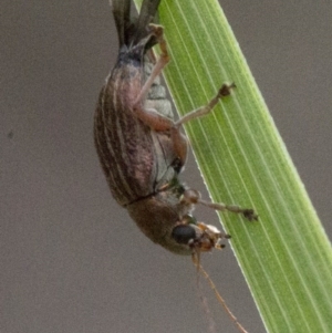 Edusella lineata at Acton, ACT - 23 Oct 2016 01:43 PM