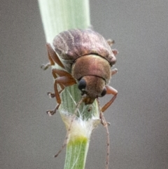 Edusella lineata at Acton, ACT - 23 Oct 2016 01:43 PM