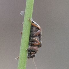 Edusella lineata at Acton, ACT - 23 Oct 2016 01:43 PM