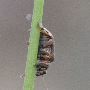 Edusella lineata at Acton, ACT - 23 Oct 2016 01:43 PM