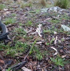 Wurmbea dioica subsp. dioica (Early Nancy) at Campbell, ACT - 27 Jan 2016 by drovering