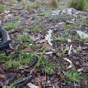 Wurmbea dioica subsp. dioica at Campbell, ACT - 27 Jan 2016 06:36 AM