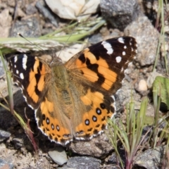 Vanessa kershawi (Australian Painted Lady) at Gungahlin, ACT - 23 Oct 2016 by CedricBear