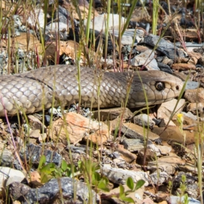 Pseudonaja textilis (Eastern Brown Snake) at Gungahlin, ACT - 23 Oct 2016 by CedricBear