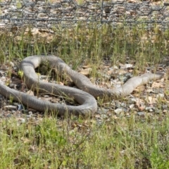 Pseudonaja textilis at Gungahlin, ACT - 23 Oct 2016 04:10 PM