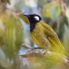 Nesoptilotis leucotis (White-eared Honeyeater) at Mulligans Flat - 23 Oct 2016 by CedricBear