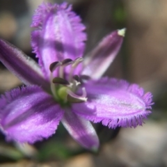 Thysanotus patersonii (Twining Fringe Lily) at Aranda Bushland - 23 Oct 2016 by JasonC
