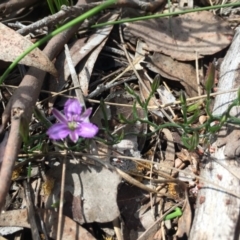 Thysanotus patersonii at Belconnen, ACT - 23 Oct 2016 09:06 PM