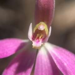 Caladenia carnea (Pink Fingers) at Belconnen, ACT - 23 Oct 2016 by JasonC