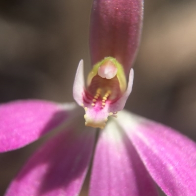Caladenia carnea (Pink Fingers) at Belconnen, ACT - 23 Oct 2016 by JasonC