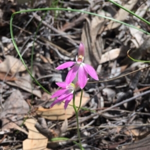 Caladenia carnea at Belconnen, ACT - 23 Oct 2016