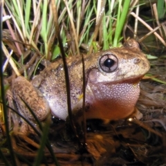 Litoria peronii (Peron's Tree Frog, Emerald Spotted Tree Frog) at Chifley, ACT - 22 Jan 2012 by MatthewFrawley