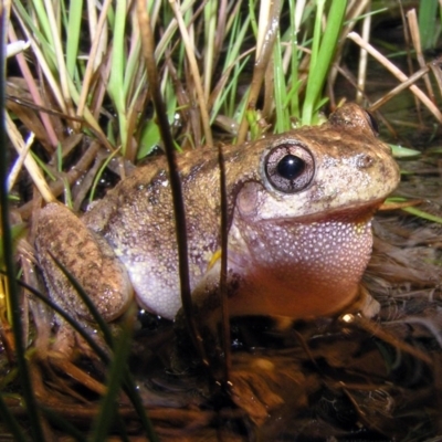 Litoria peronii (Peron's Tree Frog, Emerald Spotted Tree Frog) at Mount Taylor - 21 Jan 2012 by MatthewFrawley