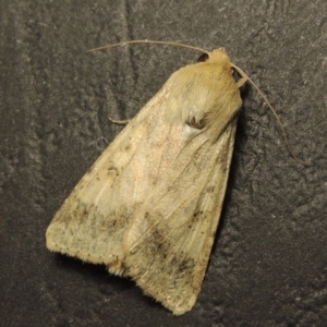 Helicoverpa punctigera at Conder, ACT - 22 Oct 2016