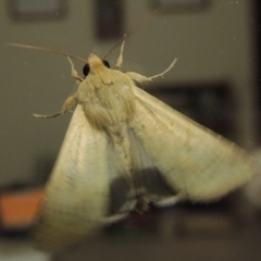 Helicoverpa punctigera at Conder, ACT - 22 Oct 2016