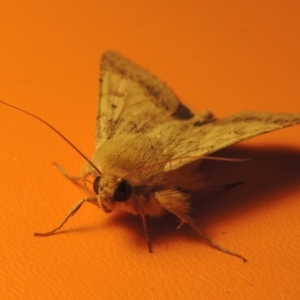 Helicoverpa punctigera at Bonython, ACT - 21 Oct 2016 11:57 PM