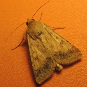 Helicoverpa punctigera at Bonython, ACT - 21 Oct 2016 11:57 PM