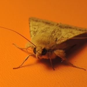 Helicoverpa punctigera at Bonython, ACT - 21 Oct 2016 11:57 PM